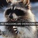 Illustration for article titled Like You, This Too Stoned Raccoon Just Needed to Sleep It Off